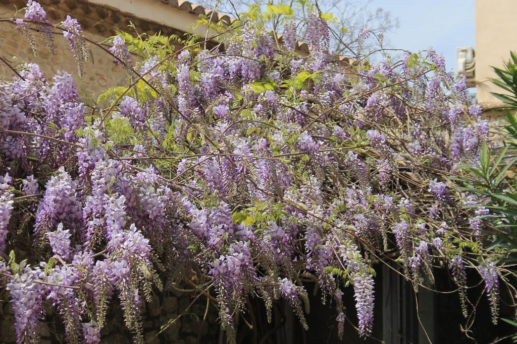 مبيت وإفطار Saint-Gervasy لا روز المظهر الخارجي الصورة